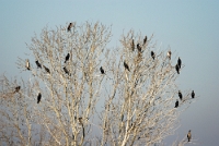 06726 Phalacrocorax carbo (Cormorani)